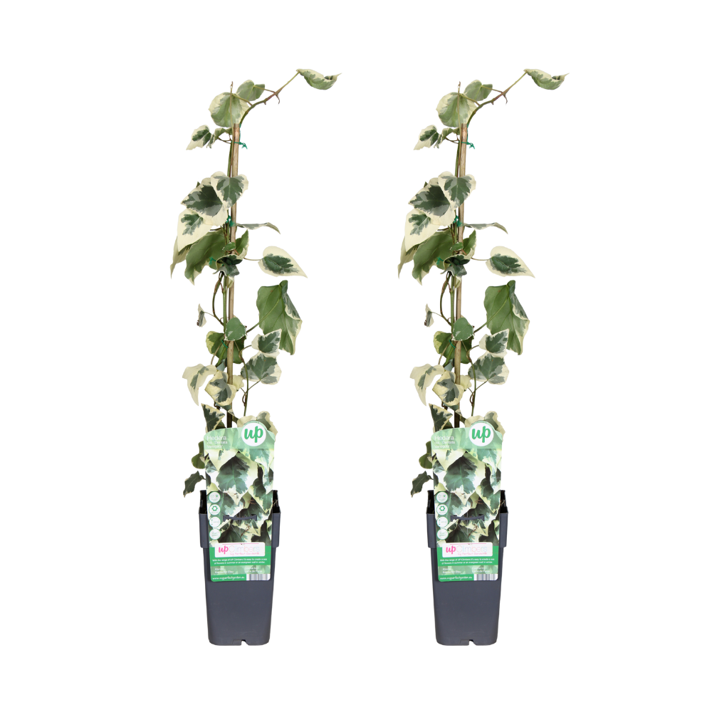 Hedera colchica Dentata Variegata en pot Ø15cm  Hauteur 65cm. Plante verte type Hedera colchica Dentata Variegata, livrée en pot, idéale pour intérieur lumineux.