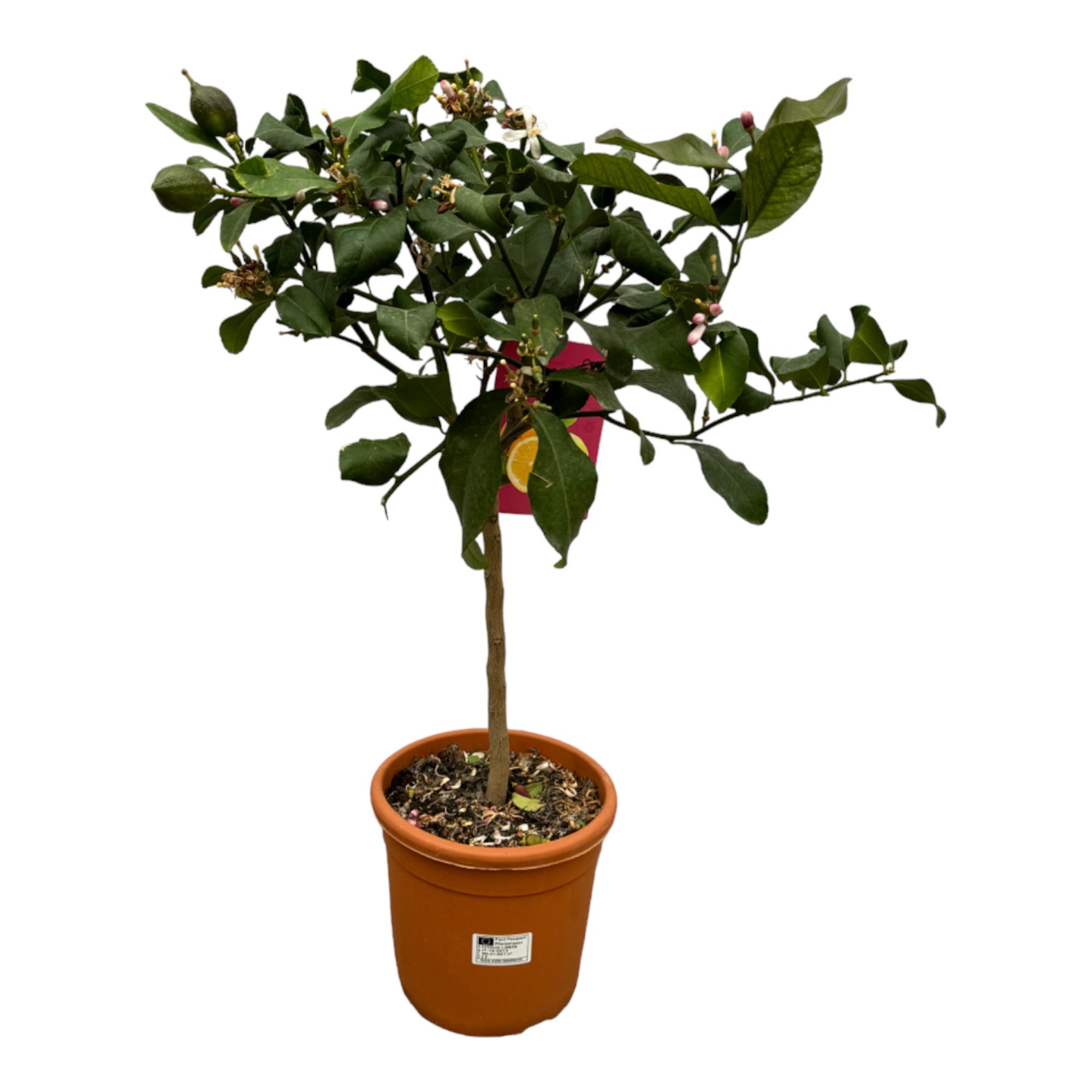 Citrus Lemon en pot Ø22cm. Plante verte type Citrus Lemon, livrée en pot, idéale pour intérieur lumineux.