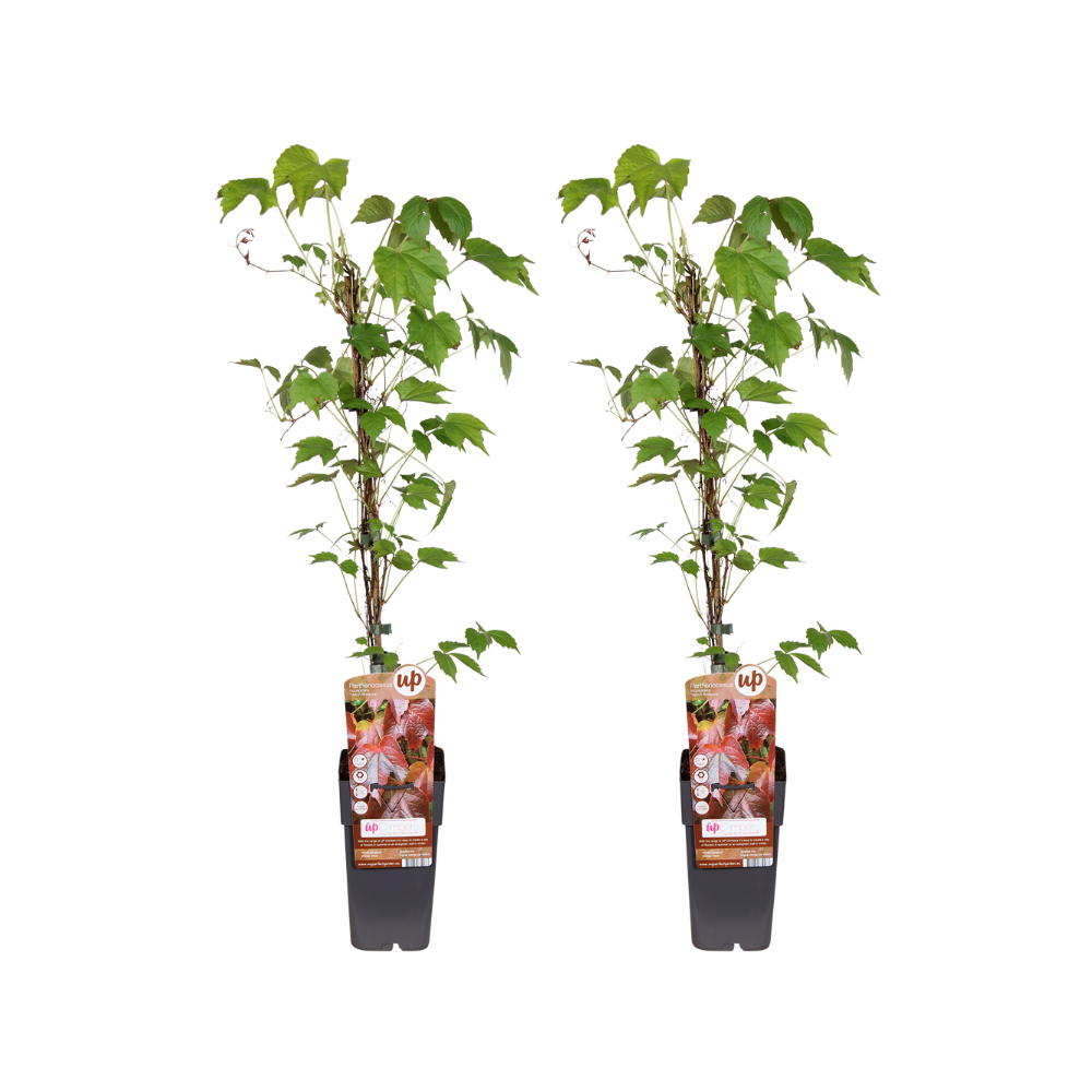 Parthenocissus Tricuspidata Veitch Boskoop en pot Ø15cm  Hauteur 65cm. Plante verte type Parthenocissus Tricuspidata Veitch Boskoop, livrée en pot, idéale pour intérieur lumineux.