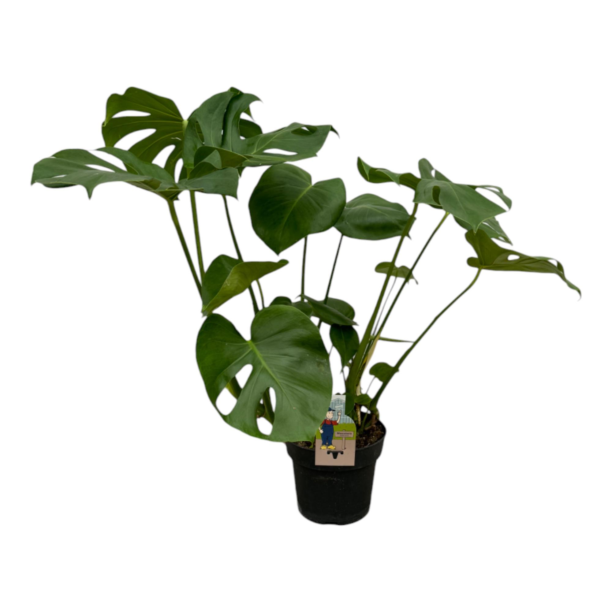 Monstera Deliciosa en pot. Plante verte type Monstera Deliciosa, livrée en pot, idéale pour intérieur lumineux.