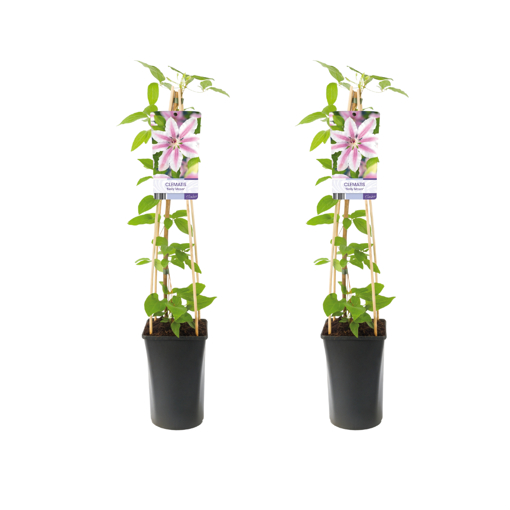 Clematis Nelly Moser en pot Ø17cm  Hauteur 75cm. Plante verte type Clematis Nelly Moser, livrée en pot, idéale pour intérieur lumineux.