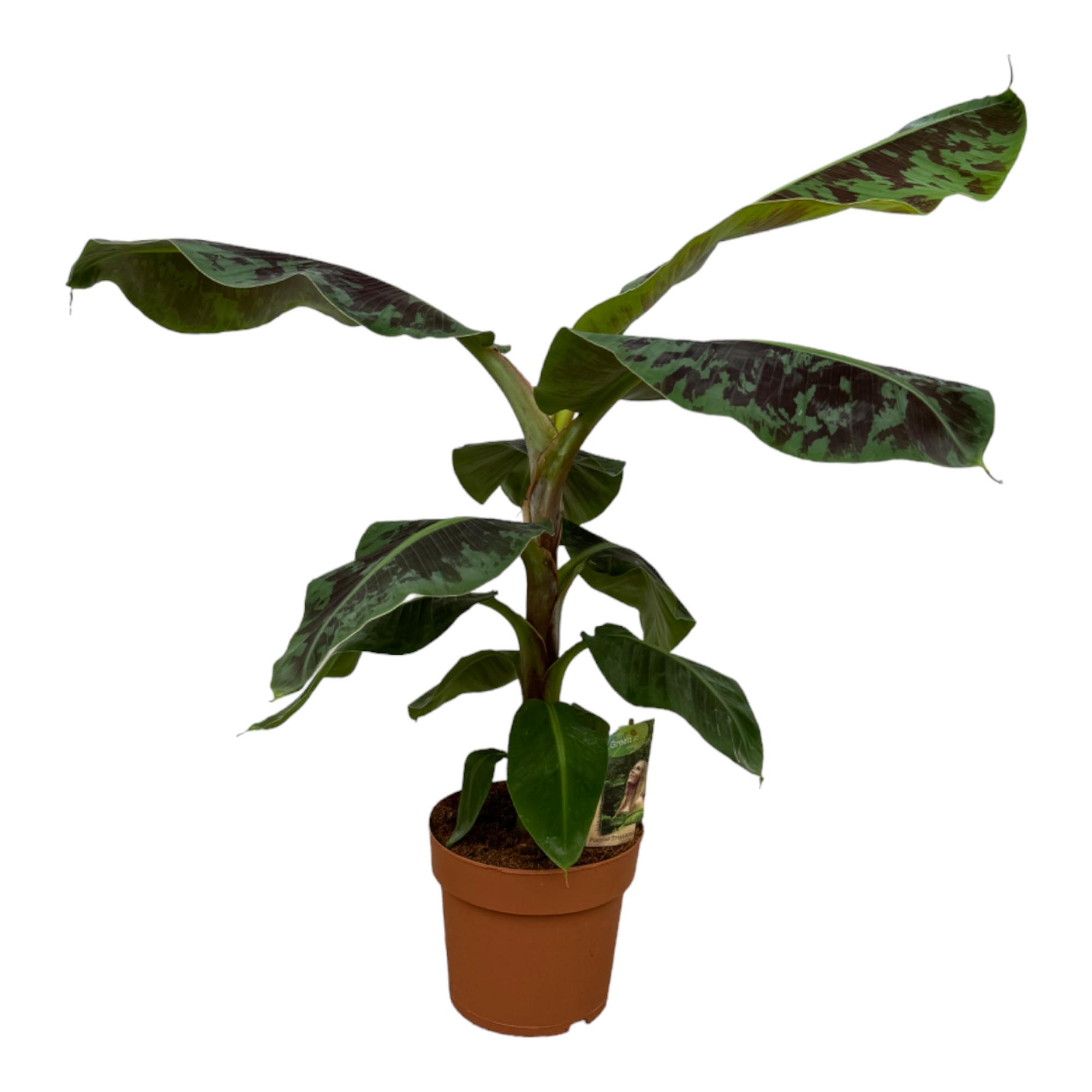 Musa en pot Ø21cm. Plante verte type Musa, livrée en pot, idéale pour intérieur lumineux.