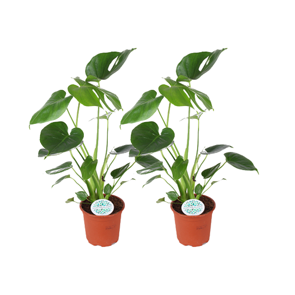 Monstera Deliciosa en pot Ø14cm  Hauteur 45cm. Plante verte type Monstera Deliciosa, livrée en pot, idéale pour intérieur lumineux.