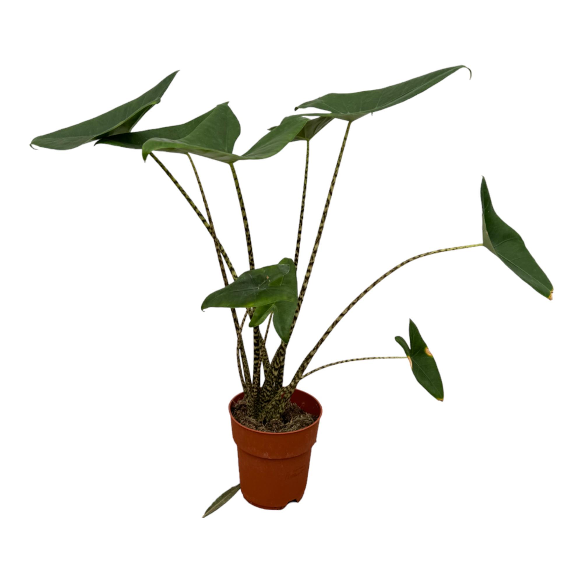 Alocasia Zebrina en pot Ø21cm. Plante verte type Alocasia Zebrina, livrée en pot, idéale pour intérieur lumineux.