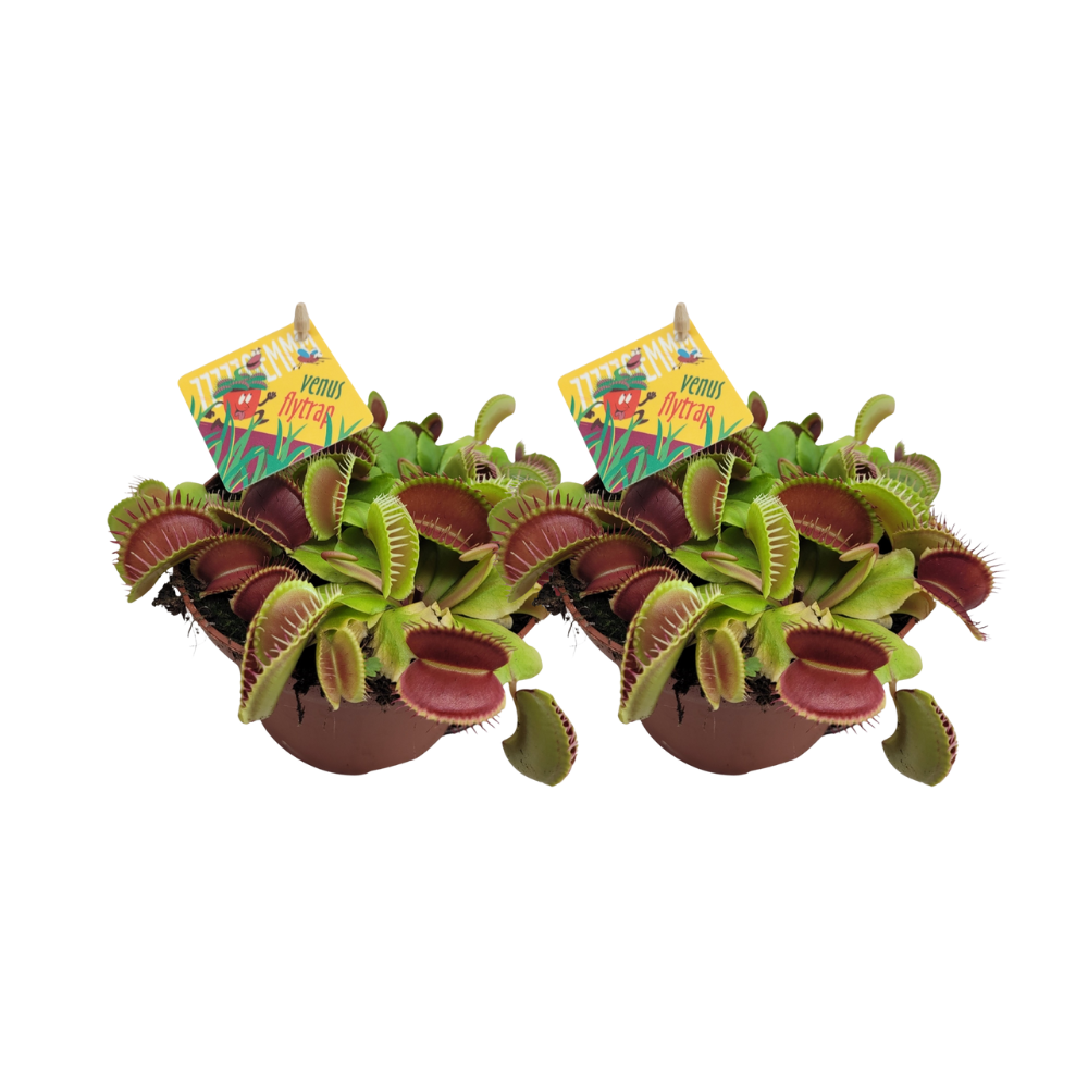 Dionaea Muscipula en pot Ø12cm  Hauteur 12cm. Plante verte type Dionaea Muscipula, livrée en pot, idéale pour intérieur lumineux.