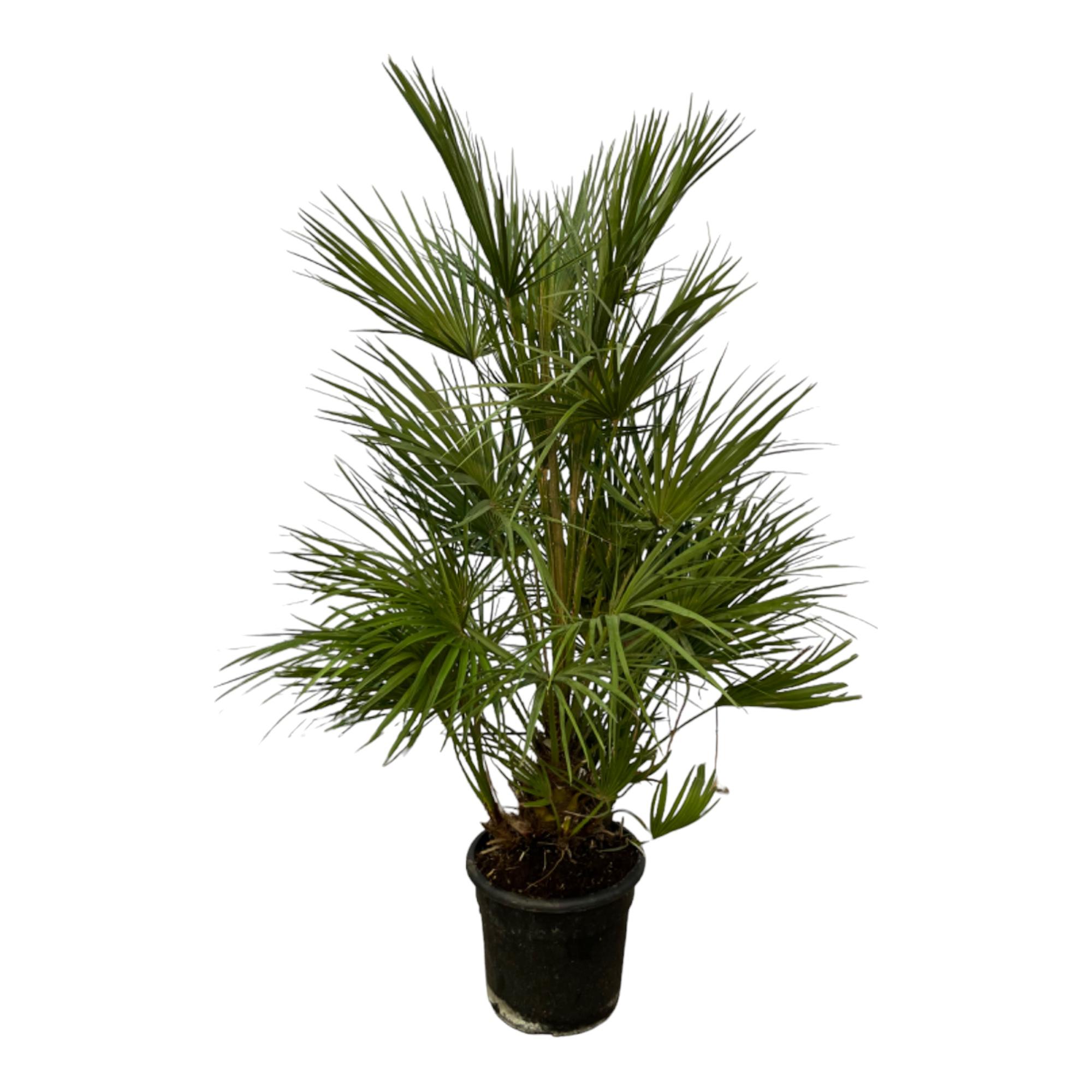 Chamaerops Humilis en pot Ø24cm. Plante verte type Chamaerops Humilis, livrée en pot, idéale pour intérieur lumineux.