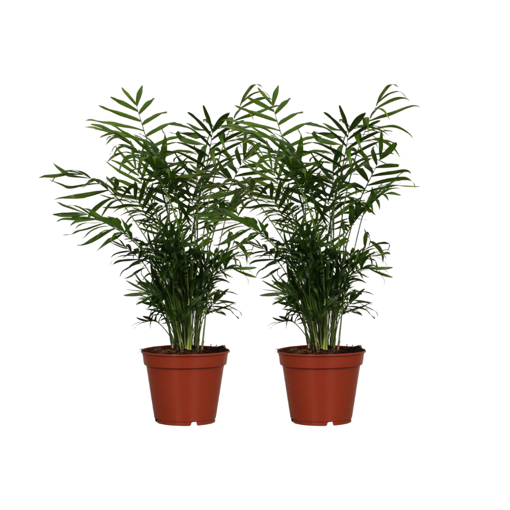 Chamaedorea Elegans en pot Ø17cm  Hauteur 55cm. Plante verte type Chamaedorea Elegans, livrée en pot, idéale pour intérieur lumineux.