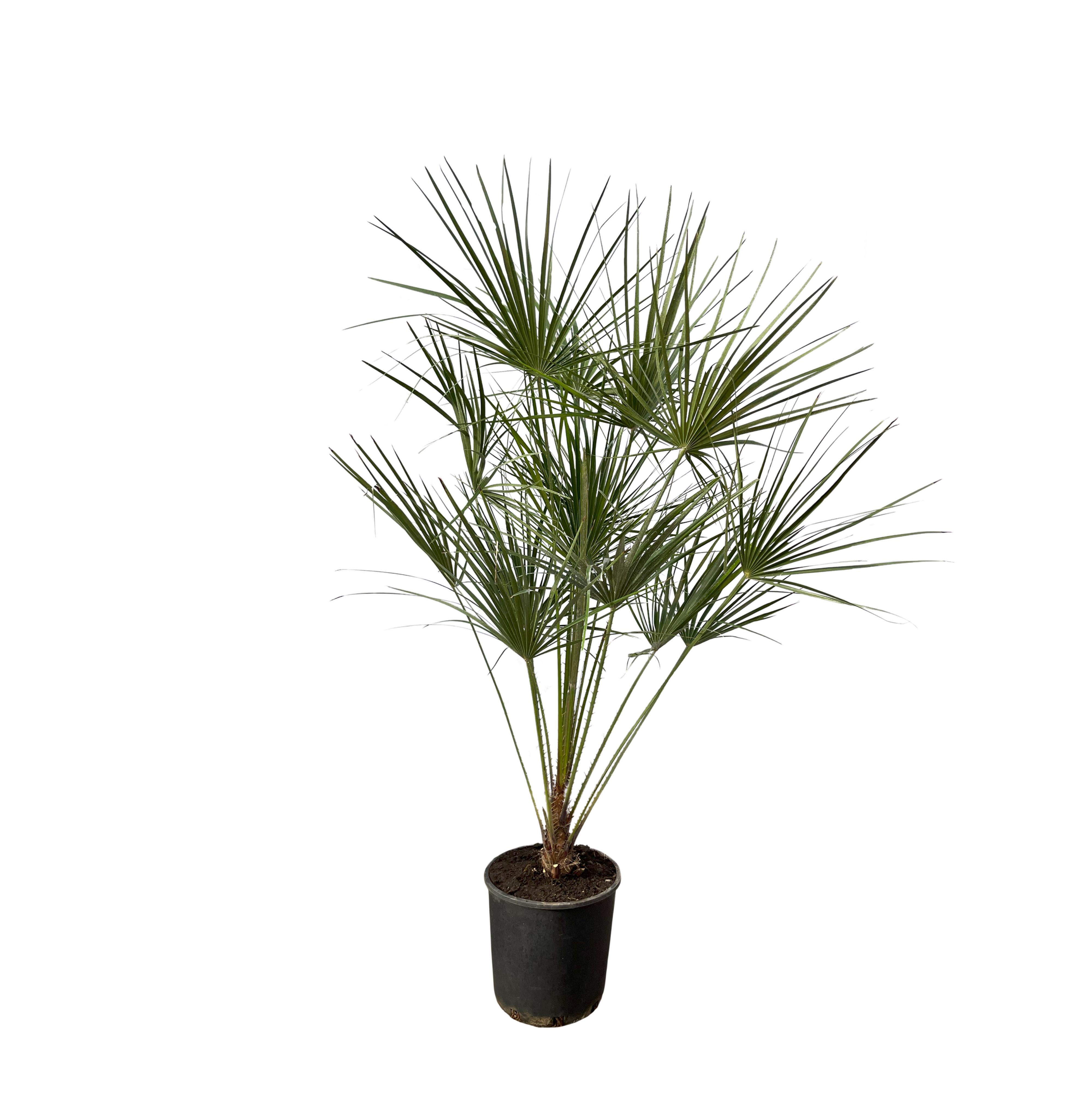 Chamaerops Humilis op stam en pot Ø24cm. Plante verte type Chamaerops Humilis op stam, livrée en pot, idéale pour intérieur lumineux.