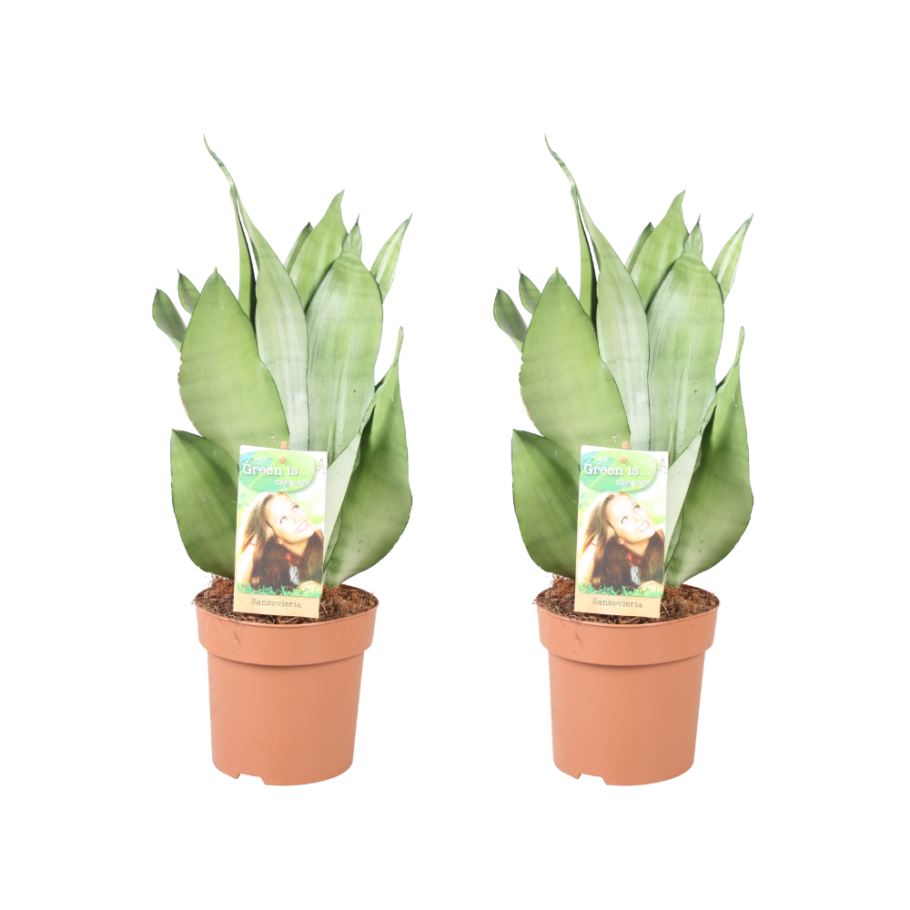 Sansevieria Moonshine en pot Ø14cm  Hauteur 40cm. Plante verte type Sansevieria Moonshine, livrée en pot, idéale pour intérieur lumineux.