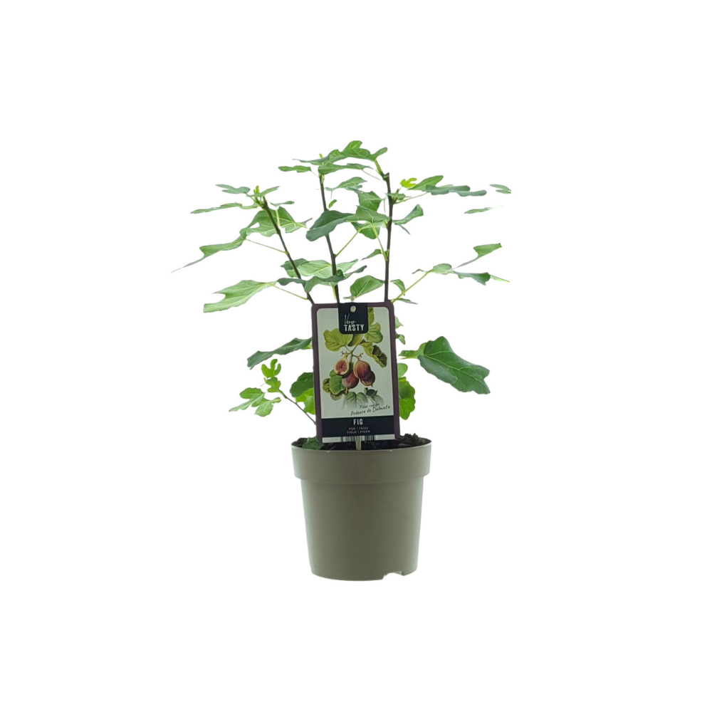 Ficus Precose De Dalmatie en pot Ø15cm  Hauteur 40cm. Plante verte type Ficus Precose De Dalmatie, livrée en pot, idéale pour intérieur lumineux.