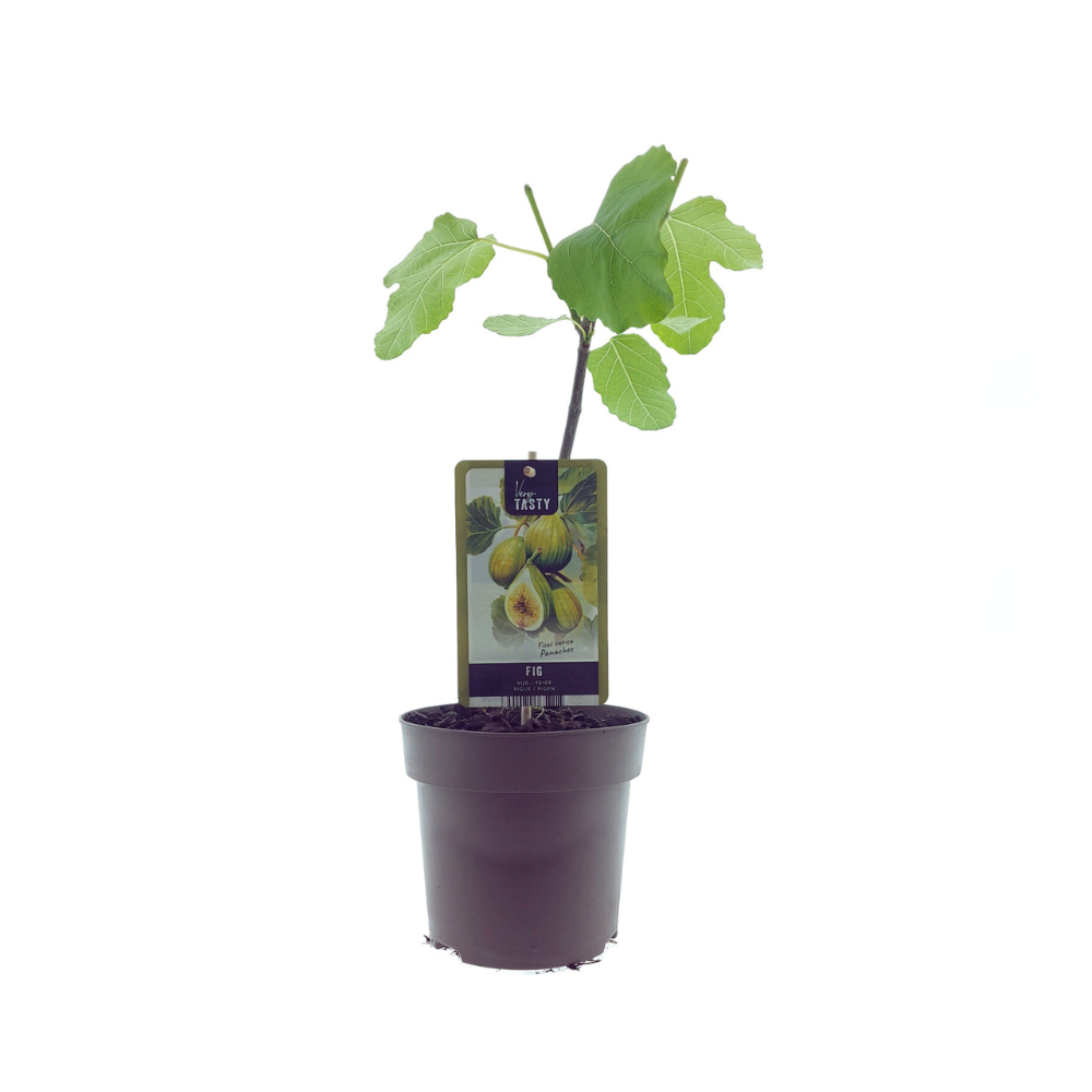 Ficus Panachee en pot Ø15cm  Hauteur 40cm. Plante verte type Ficus Panachee, livrée en pot, idéale pour intérieur lumineux.