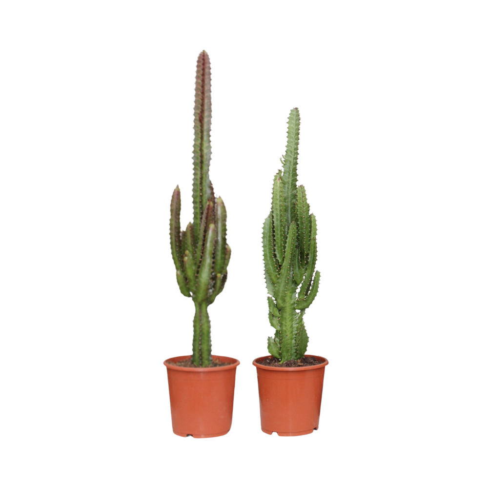 Euphorbia Groen / Rood en pot Ø17cm  Hauteur 75cm. Plante verte type Euphorbia Groen / Rood, livrée en pot, idéale pour intérieur lumineux.