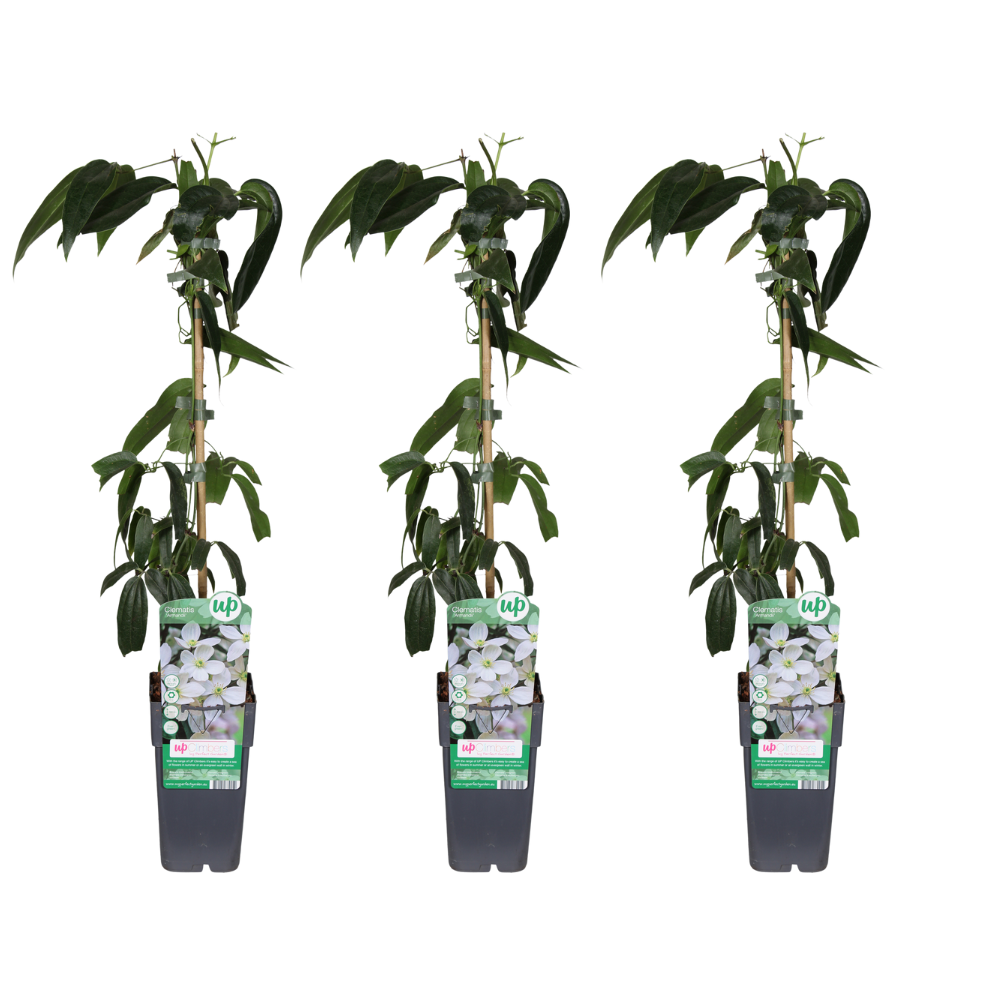 Clematis armandii en pot Ø15cm  Hauteur 65cm. Plante verte type Clematis armandii, livrée en pot, idéale pour intérieur lumineux.