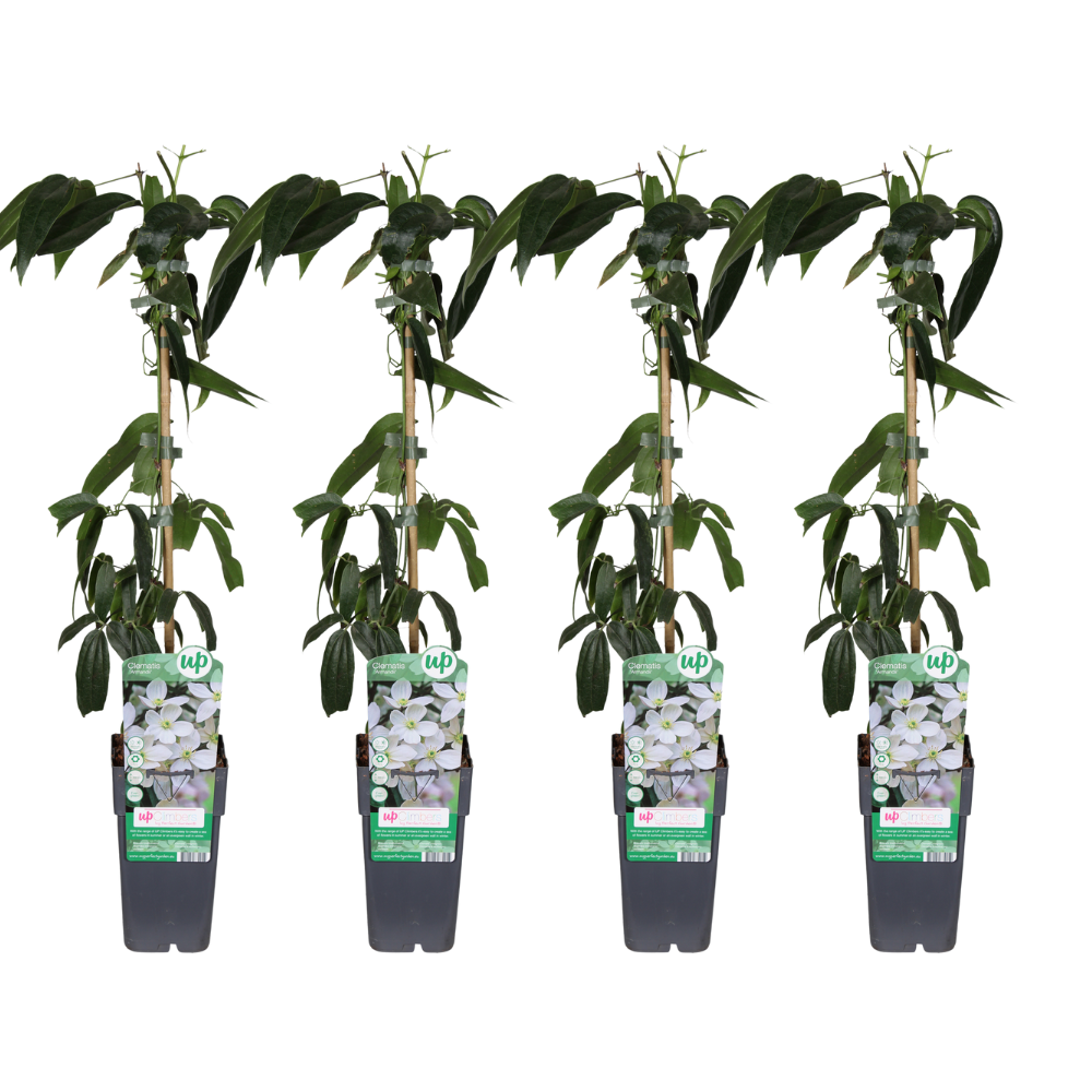 Clematis armandii en pot Ø15cm  Hauteur 65cm. Plante verte type Clematis armandii, livrée en pot, idéale pour intérieur lumineux.