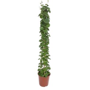 Cissus rotundifolia pyramide en pot Ø27cm. Plante verte type Cissus rotundifolia pyramide, livrée en pot, idéale pour intérieur lumineux.