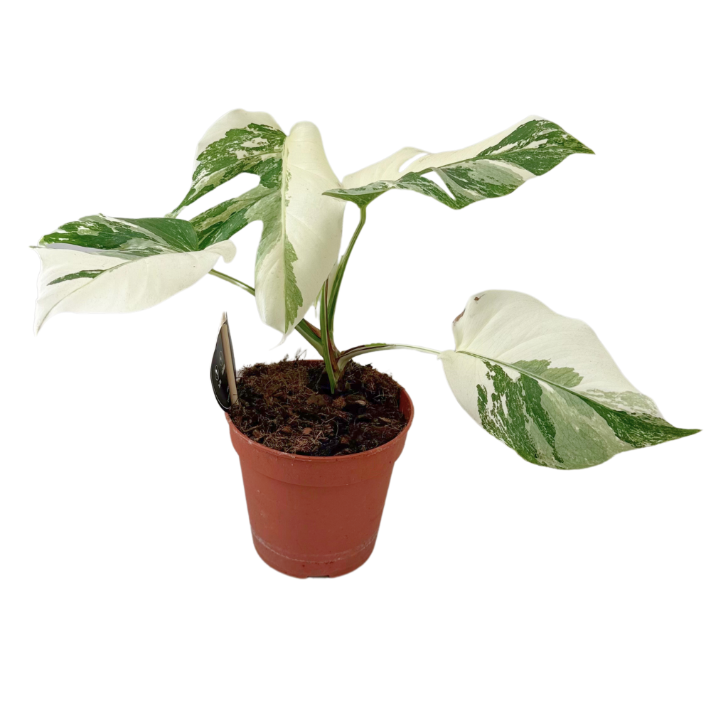 Monstera Deliciosa Variegata Super White en pot Ø15cm  Hauteur 35cm. Plante verte type Monstera Deliciosa Variegata Super White, livrée en pot, idéale pour intérieur lumineux.