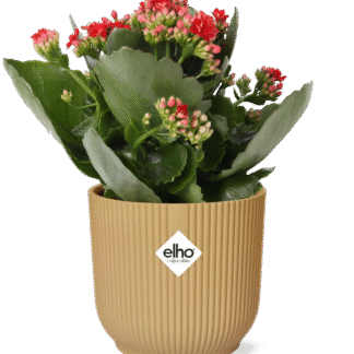 Kalanchoe Rosalina Don Justino Rood + ELHO Vibes Fold 14cm geel en pot. Plante verte type Kalanchoe Rosalina Don Justino Rood + ELHO Vibes Fold 14cm geel, livrée en pot, idéale pour intérieur lumineux.