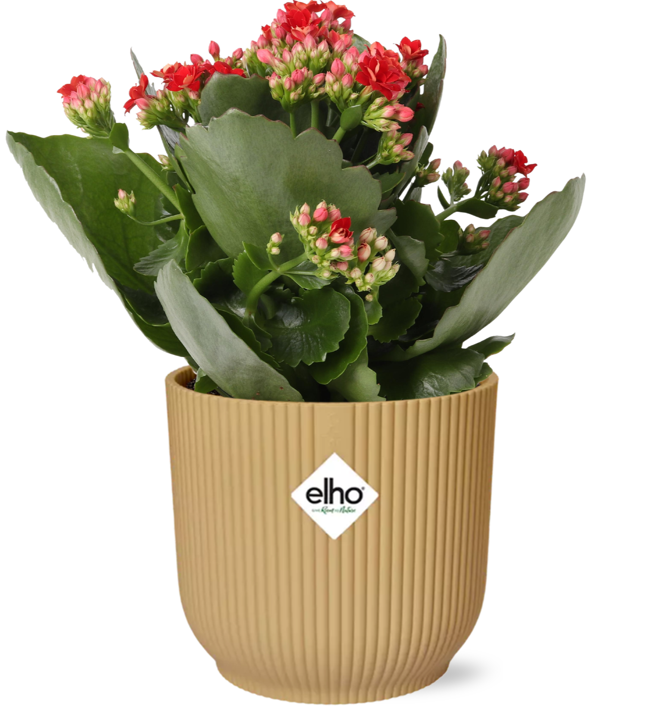 Kalanchoe Rosalina Don Justino Rood + ELHO Vibes Fold 14cm geel en pot. Plante verte type Kalanchoe Rosalina Don Justino Rood + ELHO Vibes Fold 14cm geel, livrée en pot, idéale pour intérieur lumineux.