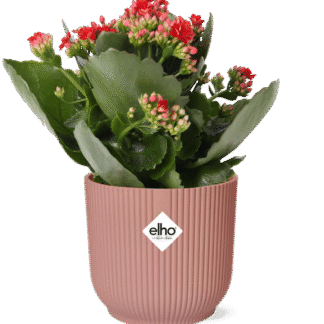 Mother's Day en pot. Plante verte type Mother's Day, livrée en pot, idéale pour intérieur lumineux.
