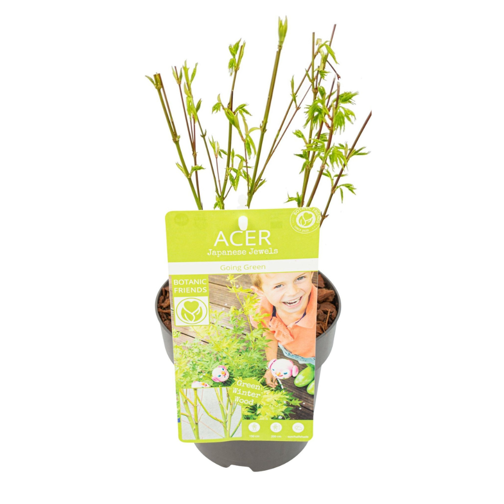 PROMO en pot Ø15cm  Hauteur 50cm. Plante verte type PROMO, livrée en pot, idéale pour intérieur lumineux.