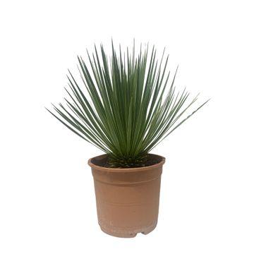 Yucca Rostrata en pot Ø24cm. Plante verte type Yucca Rostrata, livrée en pot, idéale pour intérieur lumineux.