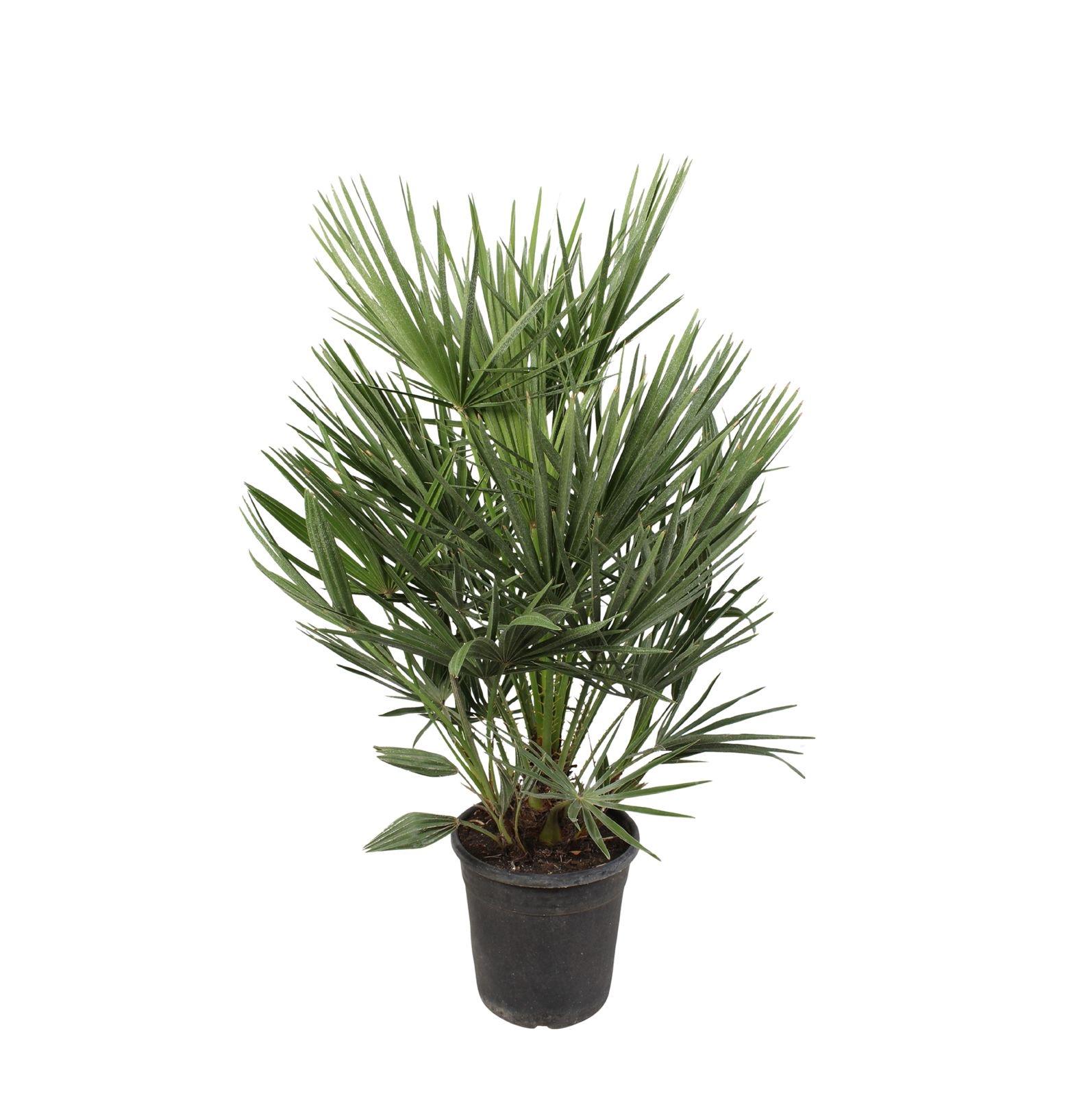 Chamaerops Humilis en pot Ø21cm. Plante verte type Chamaerops Humilis, livrée en pot, idéale pour intérieur lumineux.
