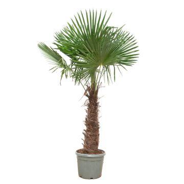 Trachycarpus Fortunei en pot Ø55cm. Plante verte type Trachycarpus Fortunei, livrée en pot, idéale pour intérieur lumineux.