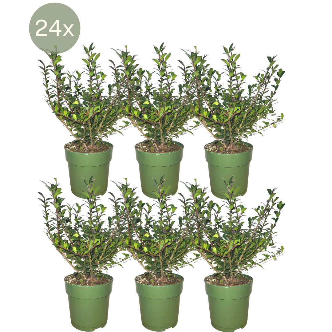 24 x Ilex crenata 'Jenny' ® en pot Ø12cm  Hauteur 20cm. Plante verte type 24 x Ilex crenata 'Jenny' ®, livrée en pot, idéale pour intérieur lumineux.