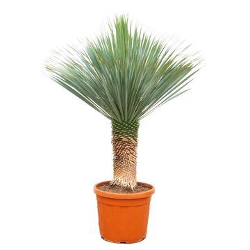 Yucca Rostrata en pot Ø55cm. Plante verte type Yucca Rostrata, livrée en pot, idéale pour intérieur lumineux.