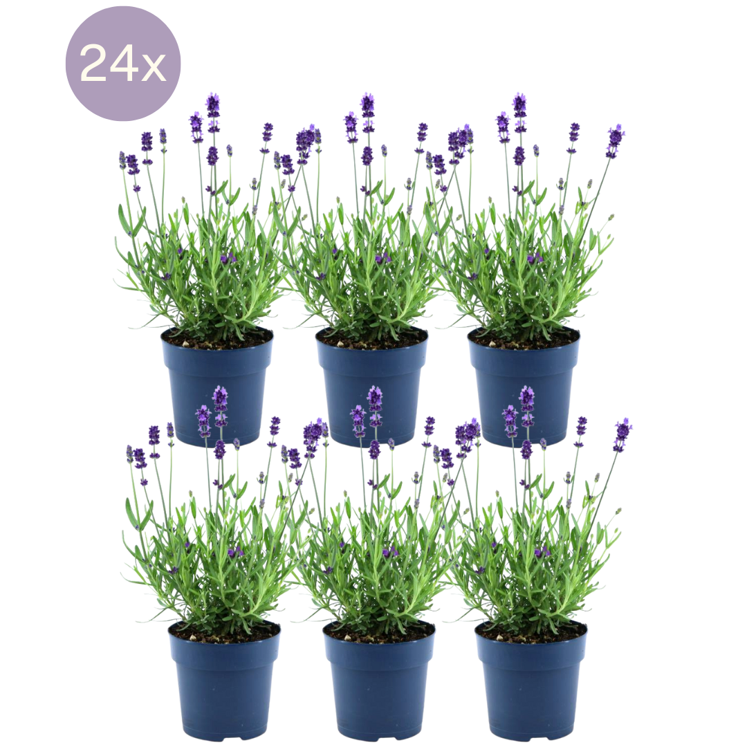 24 x Lavandula angustifolia Felice® en pot Ø12cm  Hauteur 25cm. Plante verte type 24 x Lavandula angustifolia Felice®, livrée en pot, idéale pour intérieur lumineux.