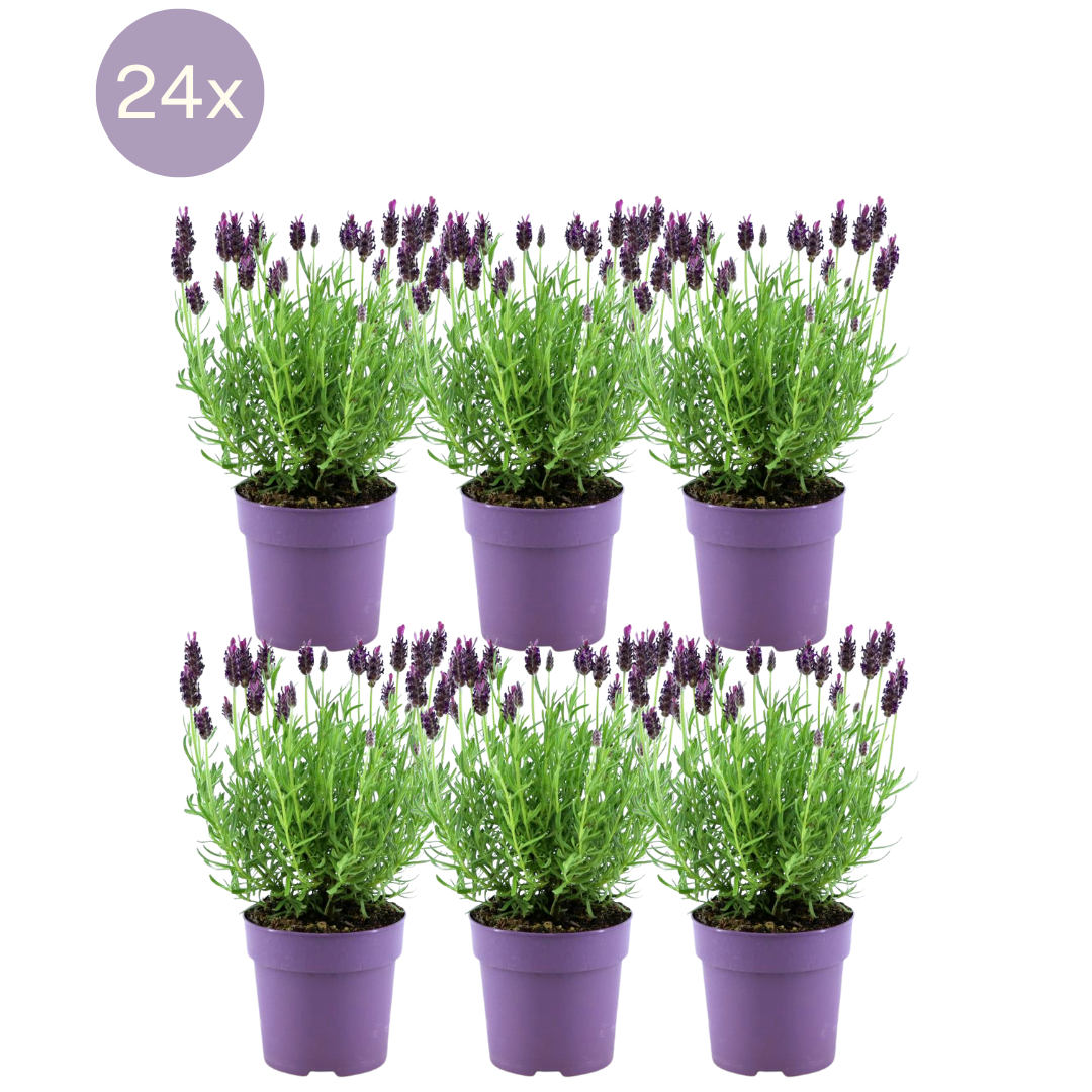24 x Lavandula stoechas Anouk® en pot Ø12cm  Hauteur 25cm. Plante verte type 24 x Lavandula stoechas Anouk®, livrée en pot, idéale pour intérieur lumineux.