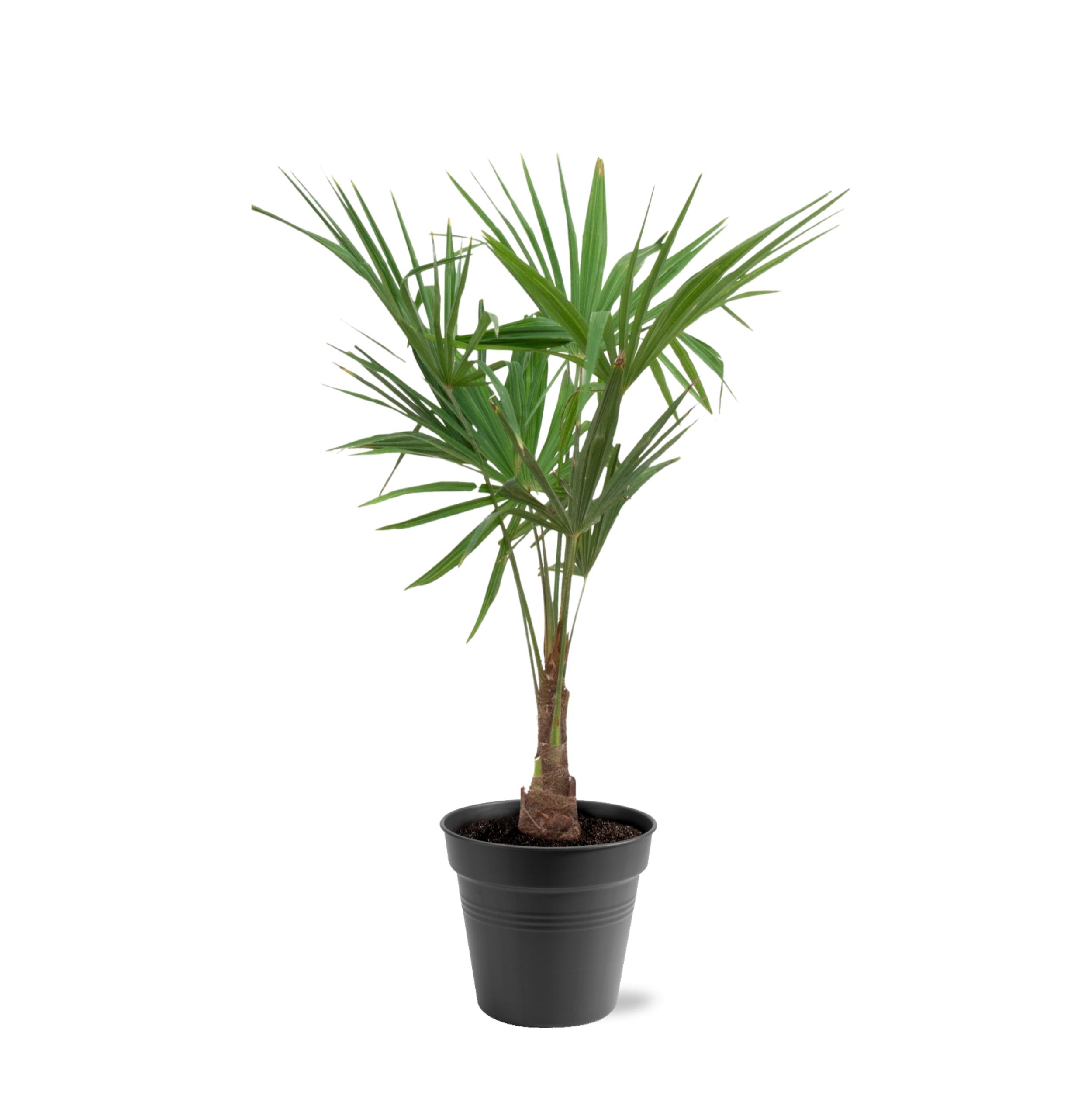 Trachycarpus Fortunei en pot Ø27cm. Plante verte type Trachycarpus Fortunei, livrée en pot, idéale pour intérieur lumineux.