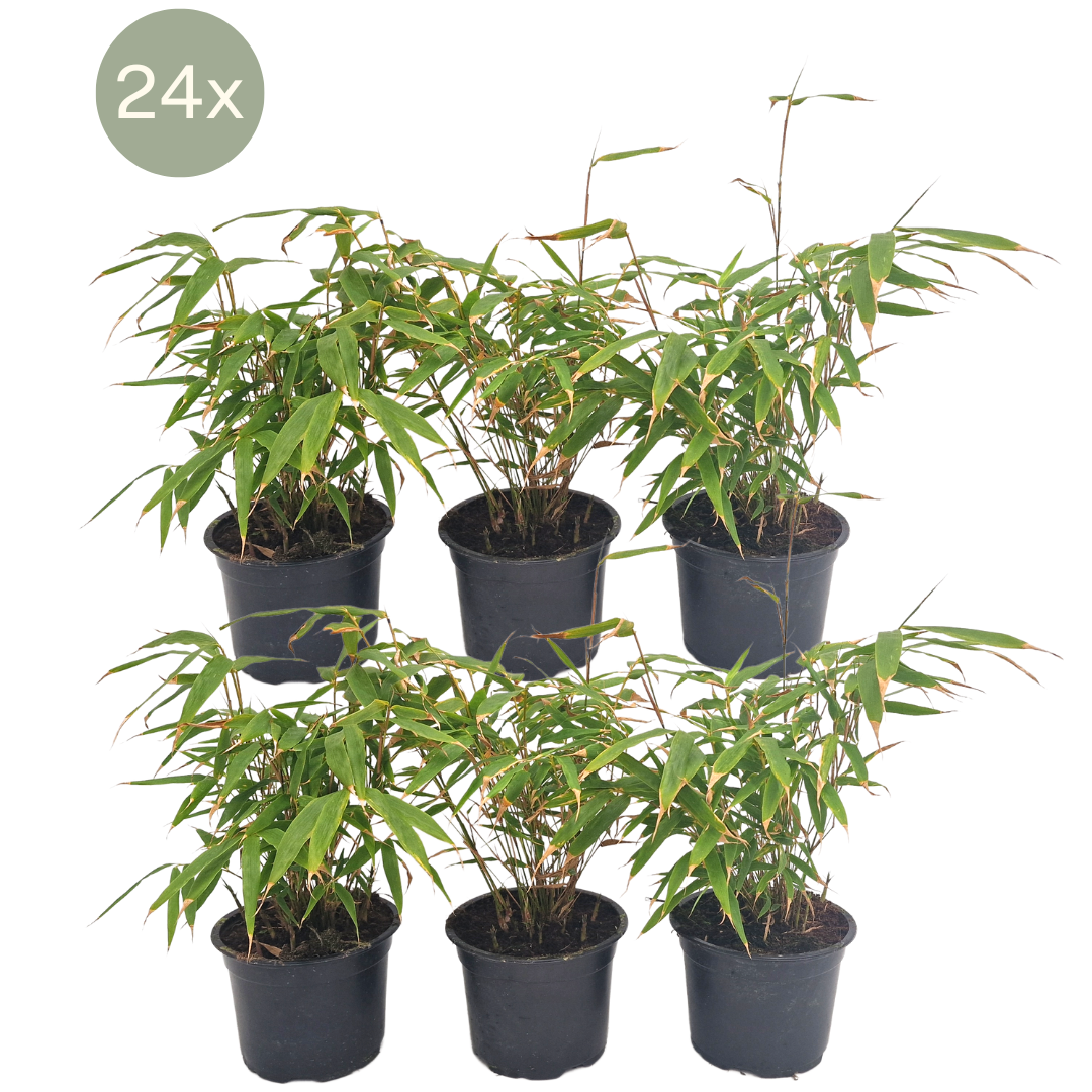 24 x Fargesia Rufa en pot Ø13cm  Hauteur 25cm. Plante verte type 24 x Fargesia Rufa, livrée en pot, idéale pour intérieur lumineux.