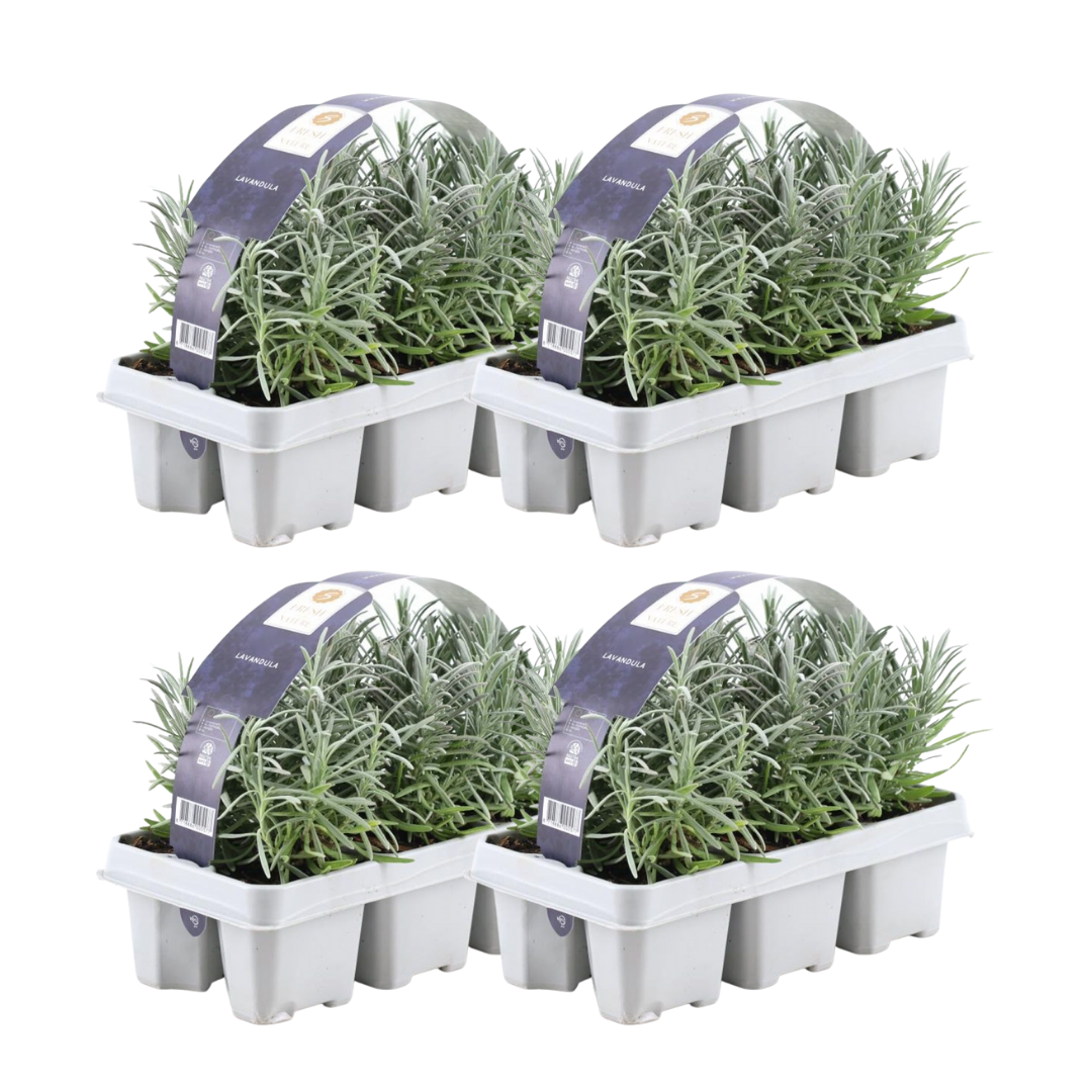 4 x 6er set Lavender angustifolia en pot Ø7cm  Hauteur 15cm. Plante verte type 4 x 6er set Lavender angustifolia, livrée en pot, idéale pour intérieur lumineux.