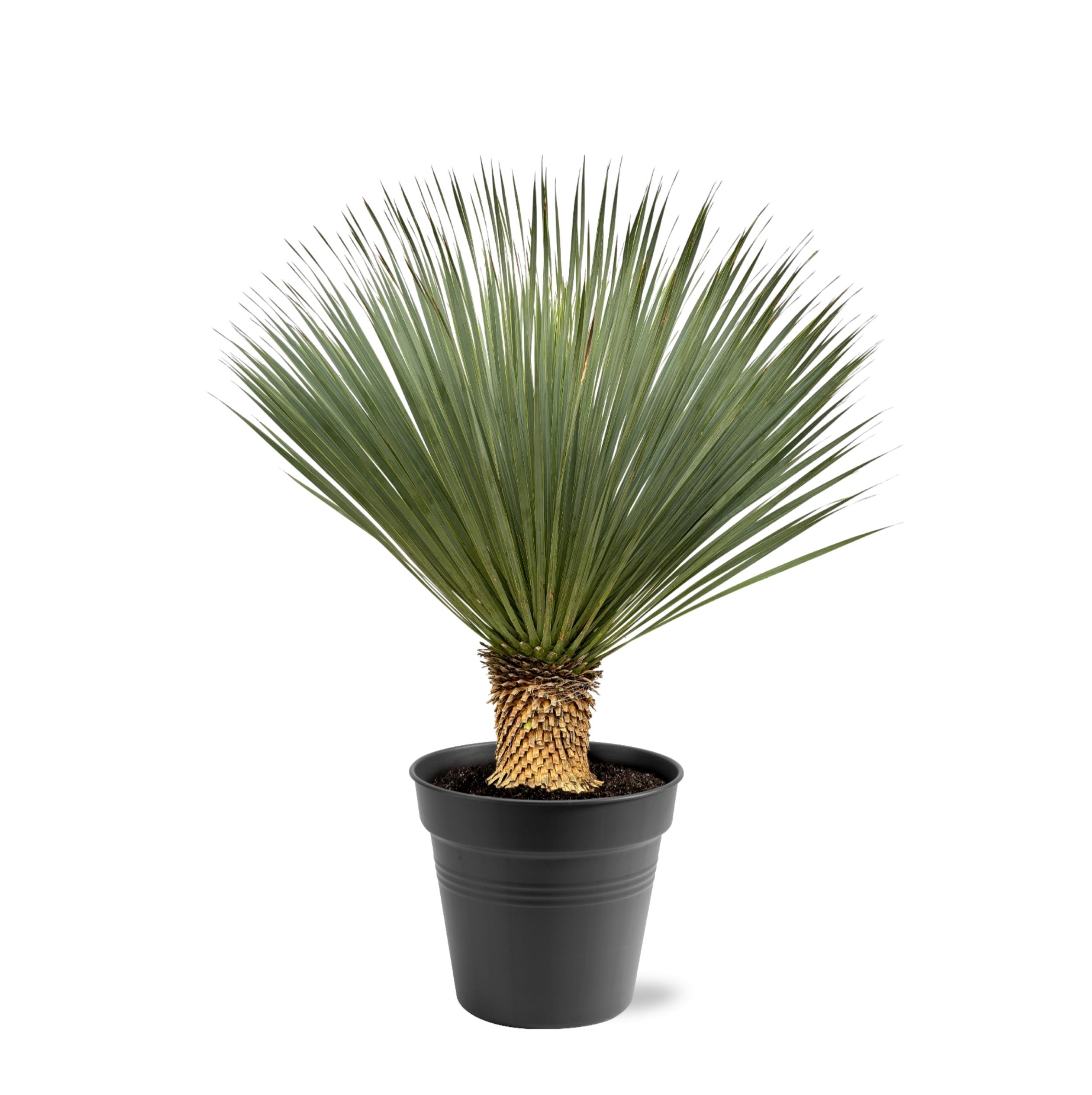 Yucca Rostrata en pot Ø40cm. Plante verte type Yucca Rostrata, livrée en pot, idéale pour intérieur lumineux.