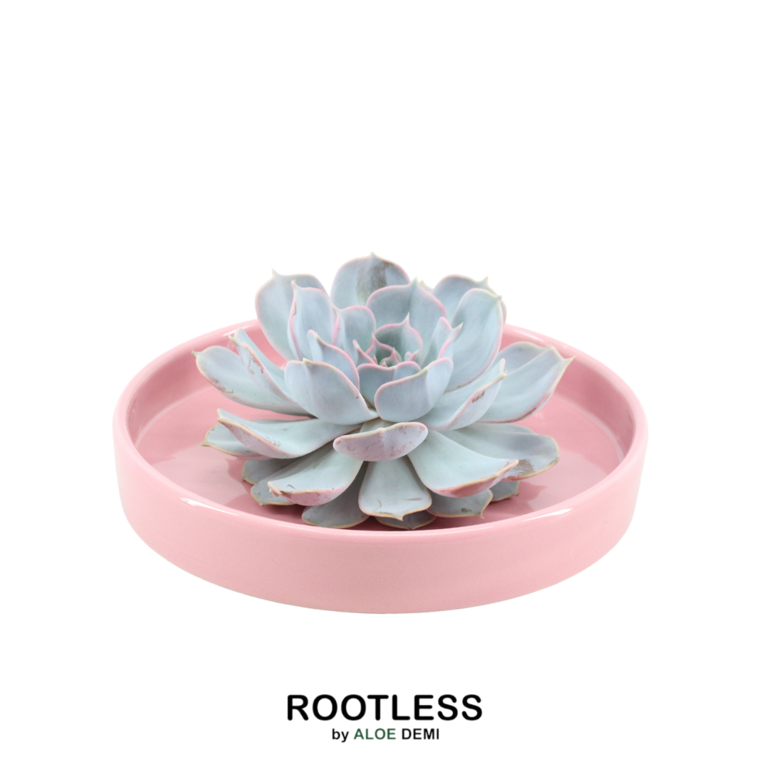 ROOTLESS Succulent Echeveria Lilacina in schaal 'Pink' Ø20 cm en pot Ø20cm  Hauteur 5cm. Plante verte type ROOTLESS Succulent Echeveria Lilacina in schaal 'Pink' Ø20 cm, livrée en pot, idéale pour intérieur lumineux.