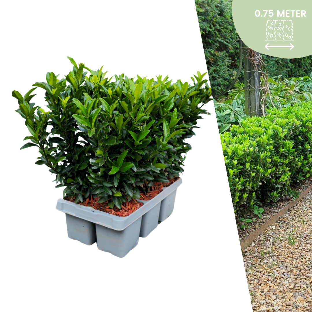 6 x Euonymus 'Green Spire' en pot. Plante verte type 6 x Euonymus 'Green Spire', livrée en pot, idéale pour intérieur lumineux.