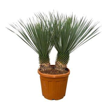 Yucca Rostrata dubbele stam en pot. Plante verte type Yucca Rostrata dubbele stam, livrée en pot, idéale pour intérieur lumineux.