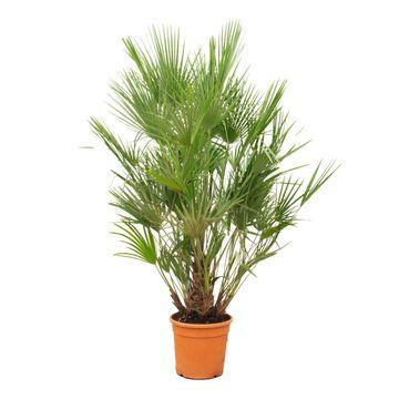 Chamaerops Humilis en pot Ø30cm. Plante verte type Chamaerops Humilis, livrée en pot, idéale pour intérieur lumineux.