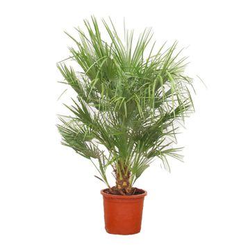 Chamaerops Humilis en pot Ø30cm. Plante verte type Chamaerops Humilis, livrée en pot, idéale pour intérieur lumineux.