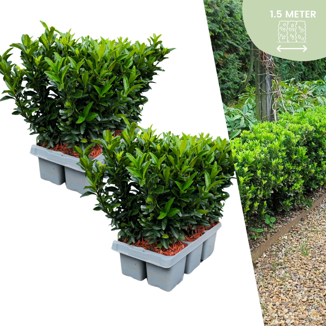 12 Euonymus 'Green Spire' en pot. Plante verte type 12 Euonymus 'Green Spire', livrée en pot, idéale pour intérieur lumineux.