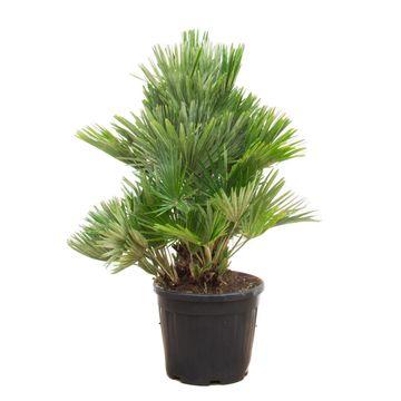Chamaerops Humilis Vulcano compact en pot. Plante verte type Chamaerops Humilis Vulcano compact, livrée en pot, idéale pour intérieur lumineux.