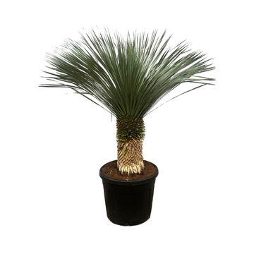 Yucca Rostrata en pot. Plante verte type Yucca Rostrata, livrée en pot, idéale pour intérieur lumineux.