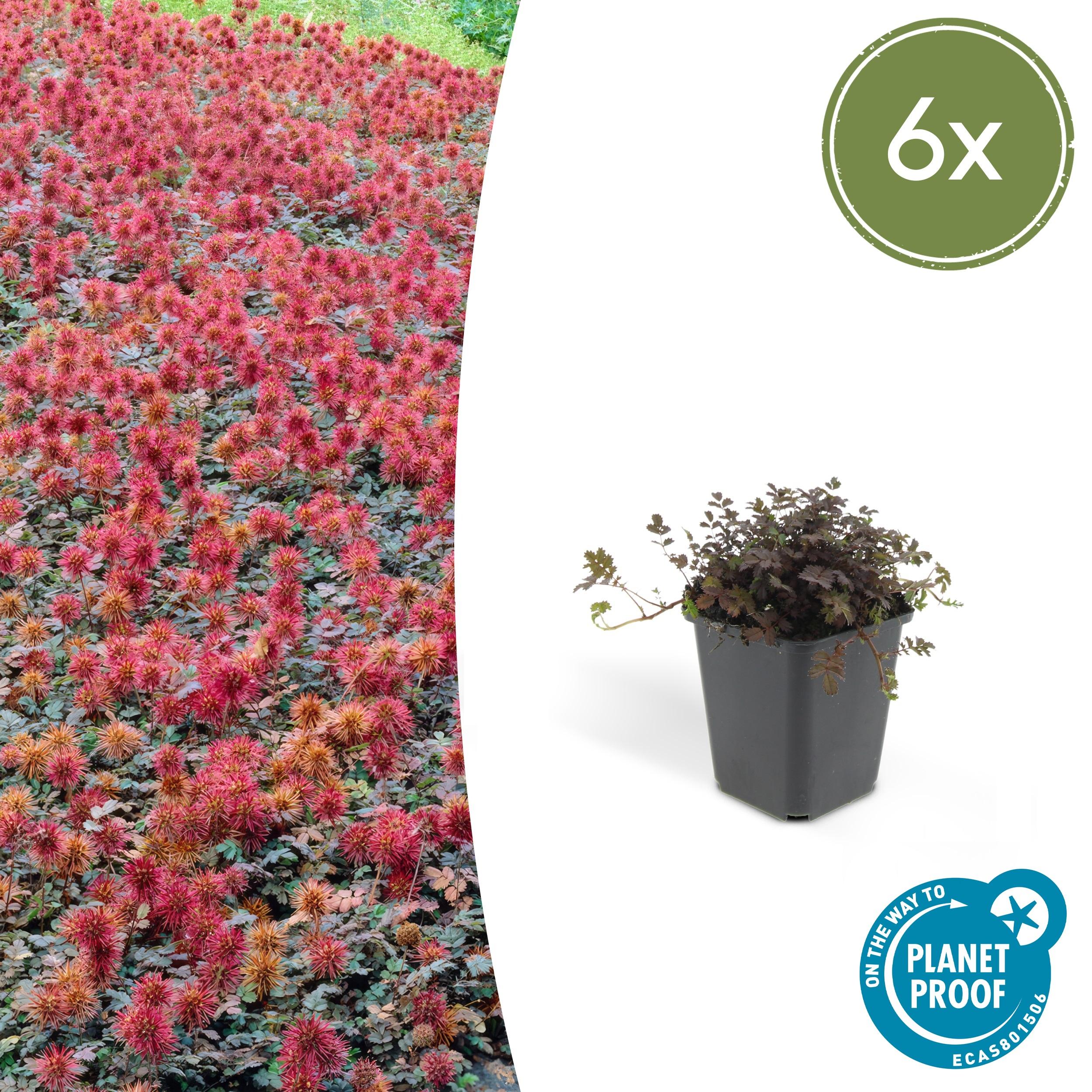 6x Acaena microphylla 'Kupferteppich' en pot Ø9cm  Hauteur 10cm. Plante verte type 6x Acaena microphylla 'Kupferteppich', livrée en pot, idéale pour intérieur lumineux.