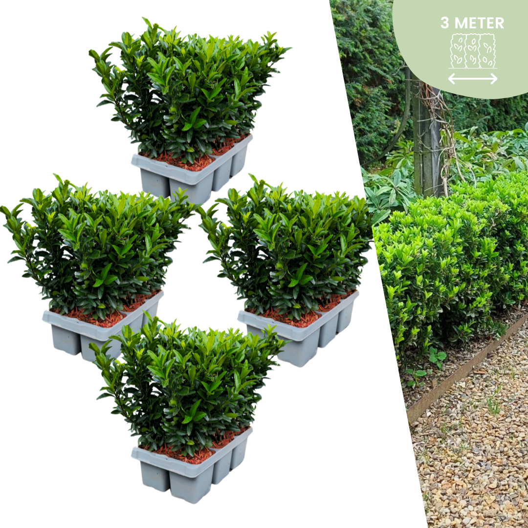 24 x Euonymus 'Green Spire' en pot. Plante verte type 24 x Euonymus 'Green Spire', livrée en pot, idéale pour intérieur lumineux.