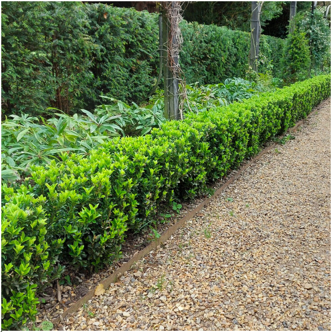 24 x Euonymus 'Green Spire' en pot. Plante verte type 24 x Euonymus 'Green Spire', livrée en pot, idéale pour intérieur lumineux. – Image 2