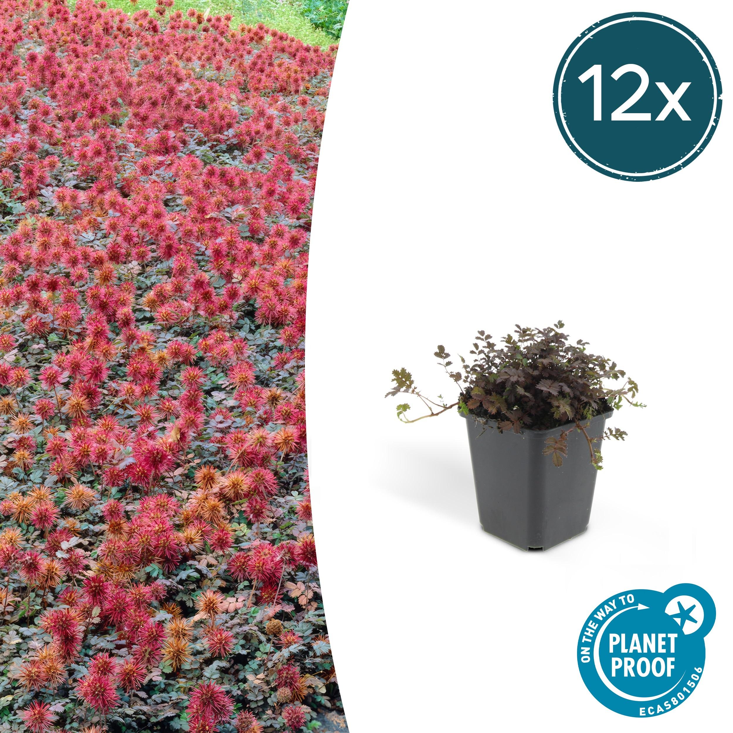 12x Acaena microphylla 'Kupferteppich' en pot Ø9cm  Hauteur 10cm. Plante verte type 12x Acaena microphylla 'Kupferteppich', livrée en pot, idéale pour intérieur lumineux.
