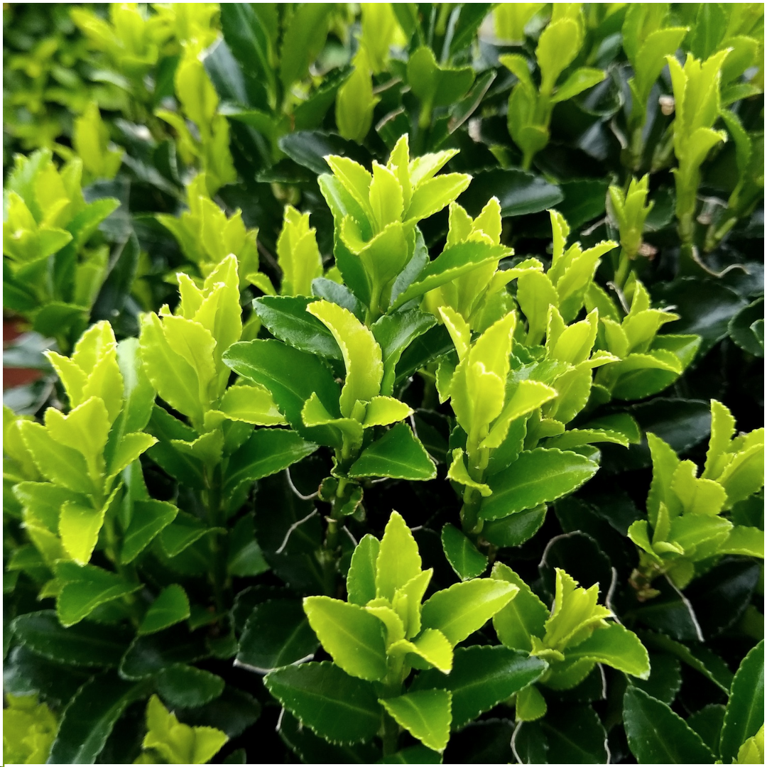 24 x Euonymus 'Green Spire' en pot. Plante verte type 24 x Euonymus 'Green Spire', livrée en pot, idéale pour intérieur lumineux. – Image 3