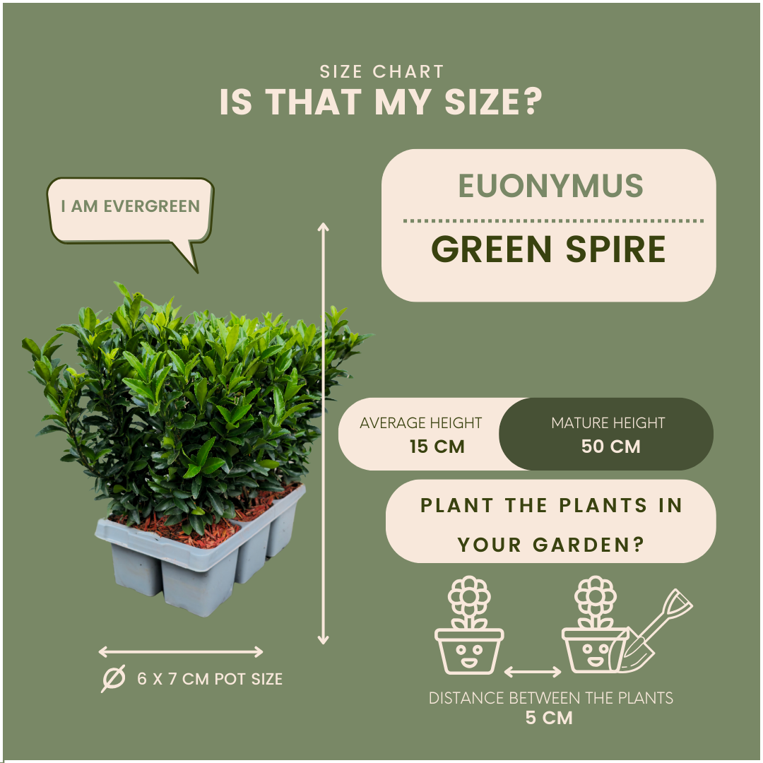 24 x Euonymus 'Green Spire' en pot. Plante verte type 24 x Euonymus 'Green Spire', livrée en pot, idéale pour intérieur lumineux. – Image 4