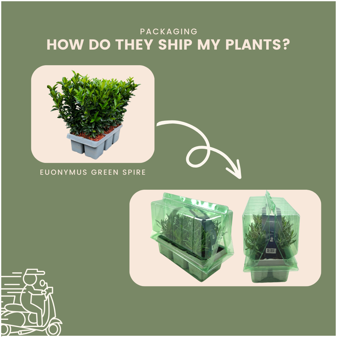 24 x Euonymus 'Green Spire' en pot. Plante verte type 24 x Euonymus 'Green Spire', livrée en pot, idéale pour intérieur lumineux. – Image 6
